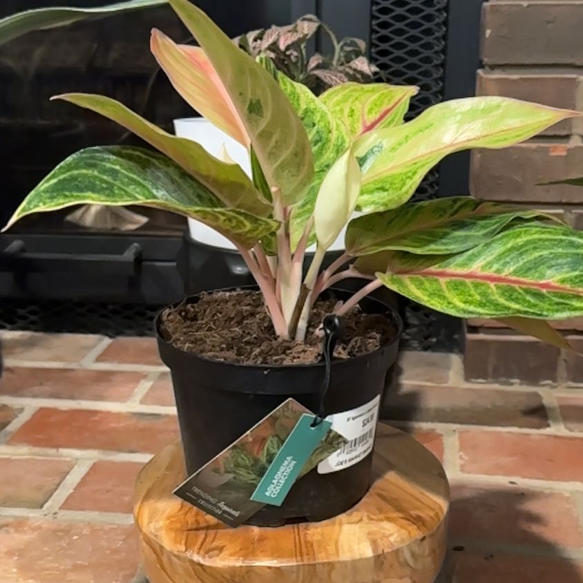 Photo of the plant species Aglaonema 'Golden Fluorite' by @LavishZzplant33 named Tolkien (Office) on Greg, the plant care app