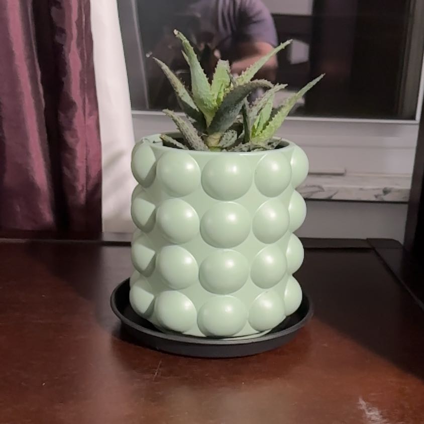 Photo of the plant species Aloe 'AJR' by @LavishZzplant33 named Gates (Bedroom) on Greg, the plant care app