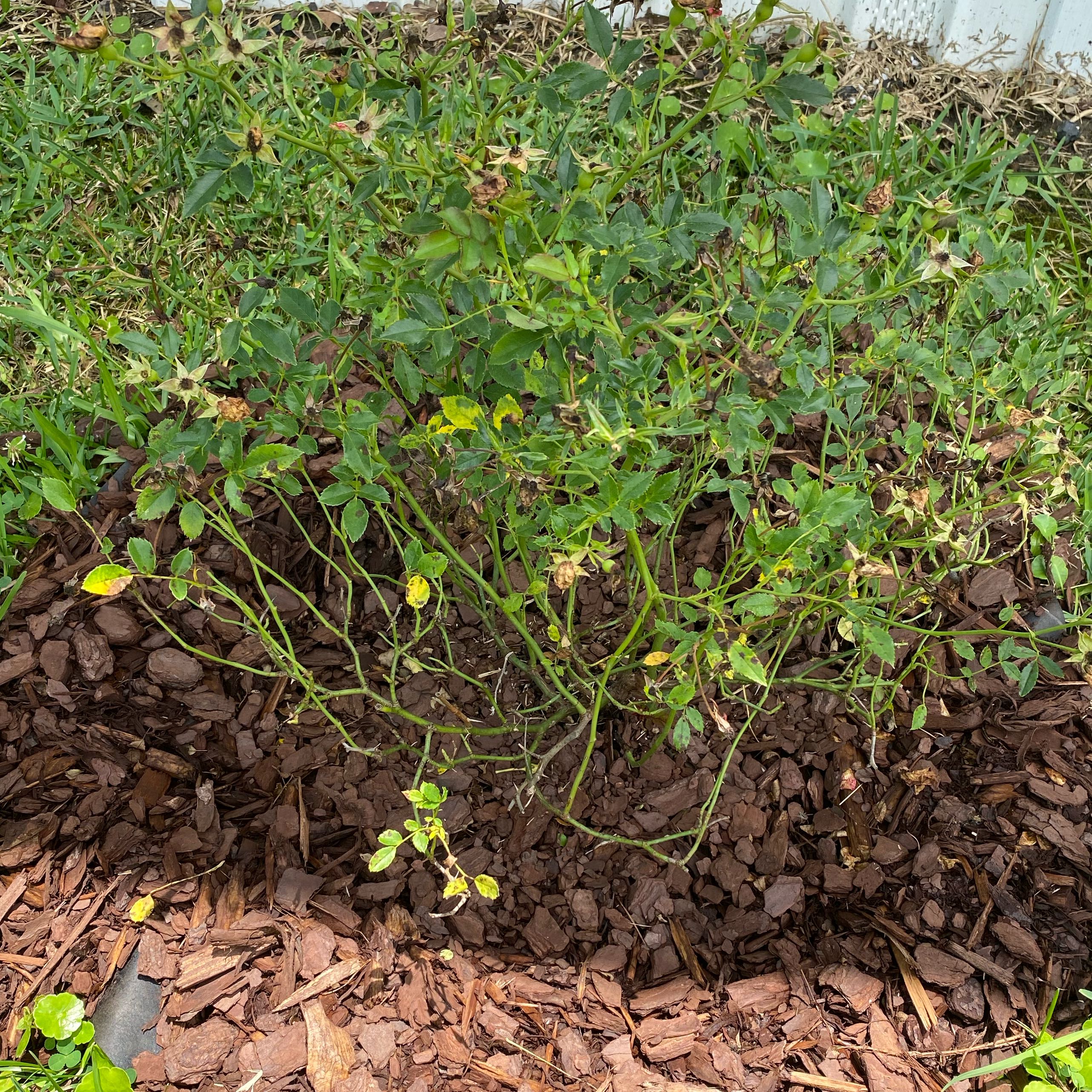 Photo of the plant species Red Drift Rose by @FestiveFeijoa69 named Fernie Saunders on Greg, the plant care app