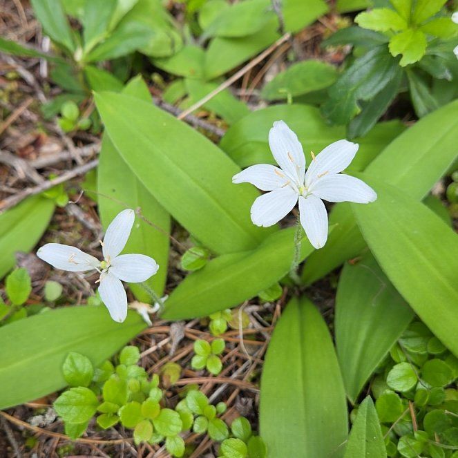 Photo of the plant species Virginia Springbeauty by @ElderBorage65 named Sherlock on Greg, the plant care app