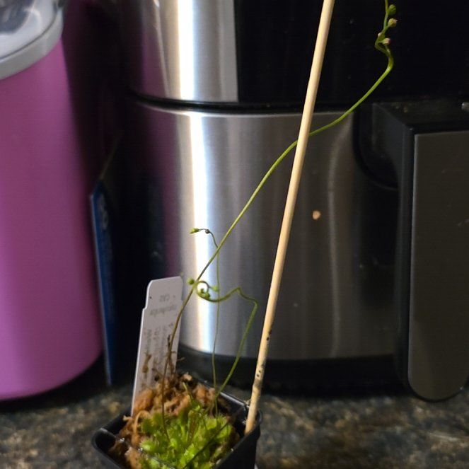 Photo of the plant species Spoon Leaf Sundew by @PoshKowhai82 named Demi on Greg, the plant care app