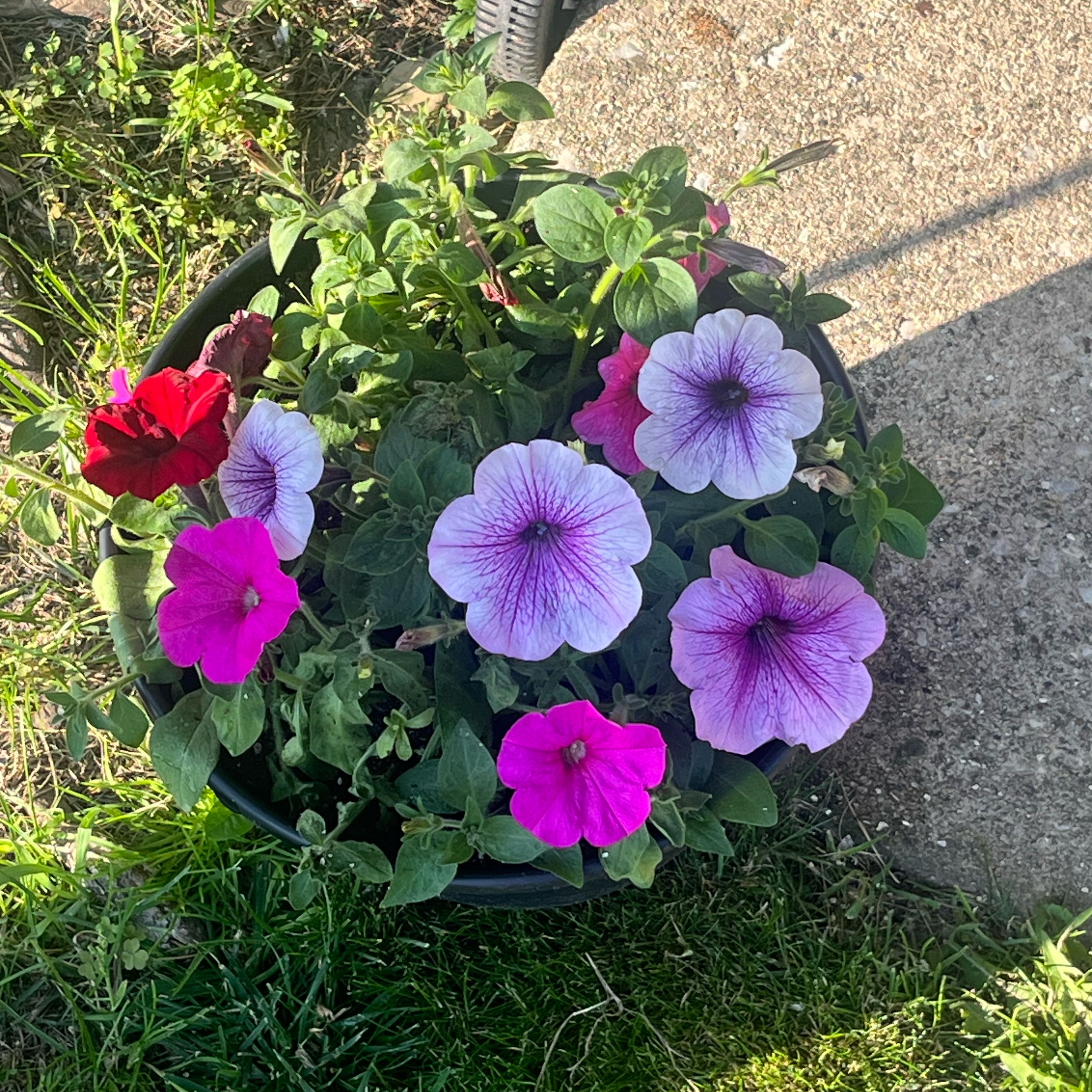 Photo of the plant species Wave Petunia by @ReassuringOkra3 named Mollie on Greg, the plant care app