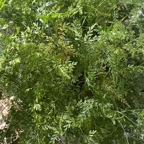 Photo of the plant species Carrot Fern by @HardyHindurope named Fernando on Greg, the plant care app