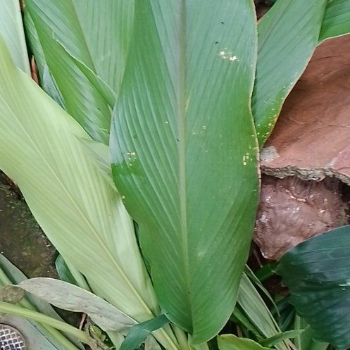 Photo of the plant species Cigar Plant by @VipChamise15 named Michelle Branch on Greg, the plant care app
