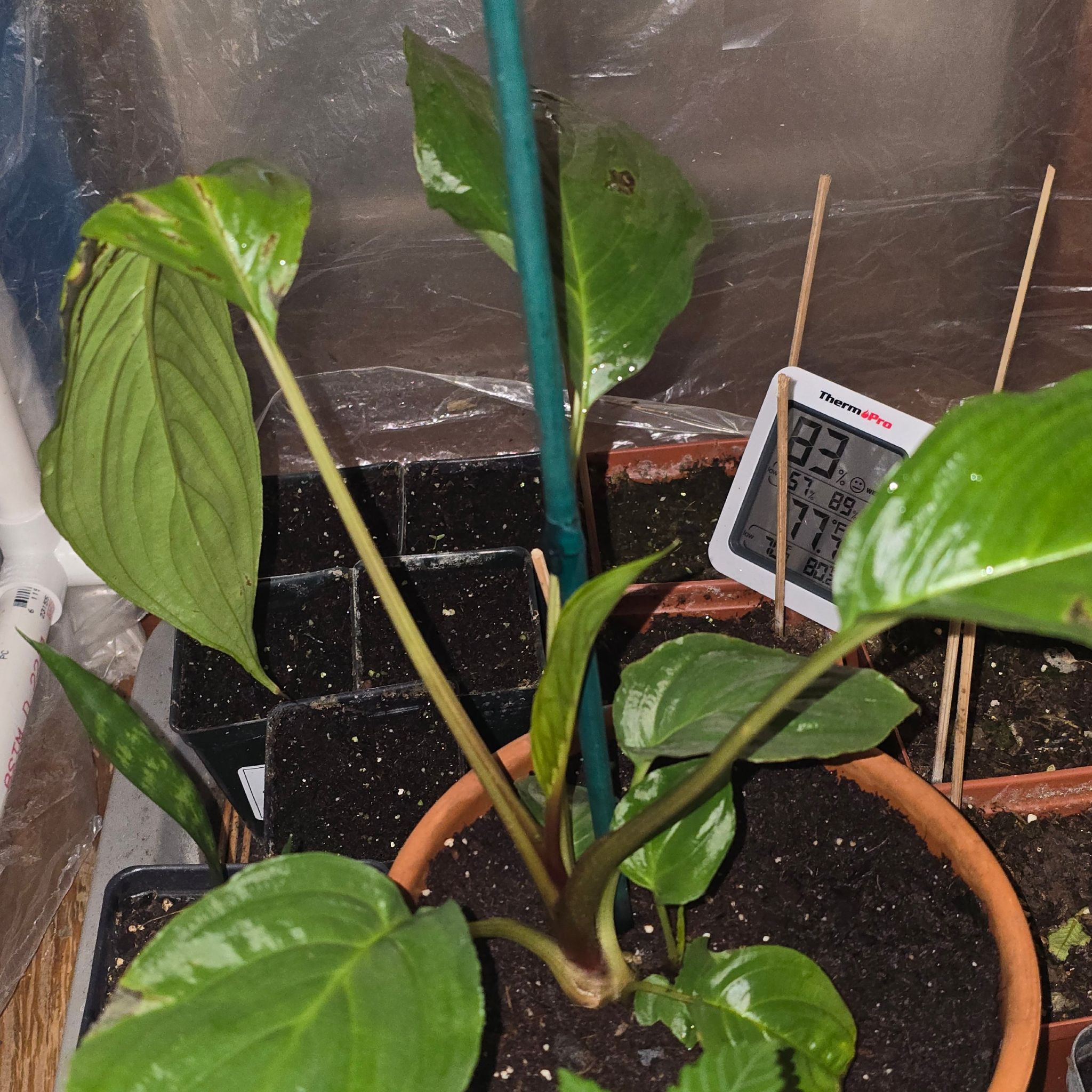 Photo of the plant species Batflower by @PoshMarjoram29 named Delilah on Greg, the plant care app