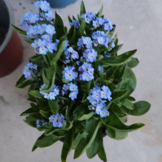 Photo of the plant species Asian Forget-Me-Not by @RadAvocado74 named Nemo on Greg, the plant care app