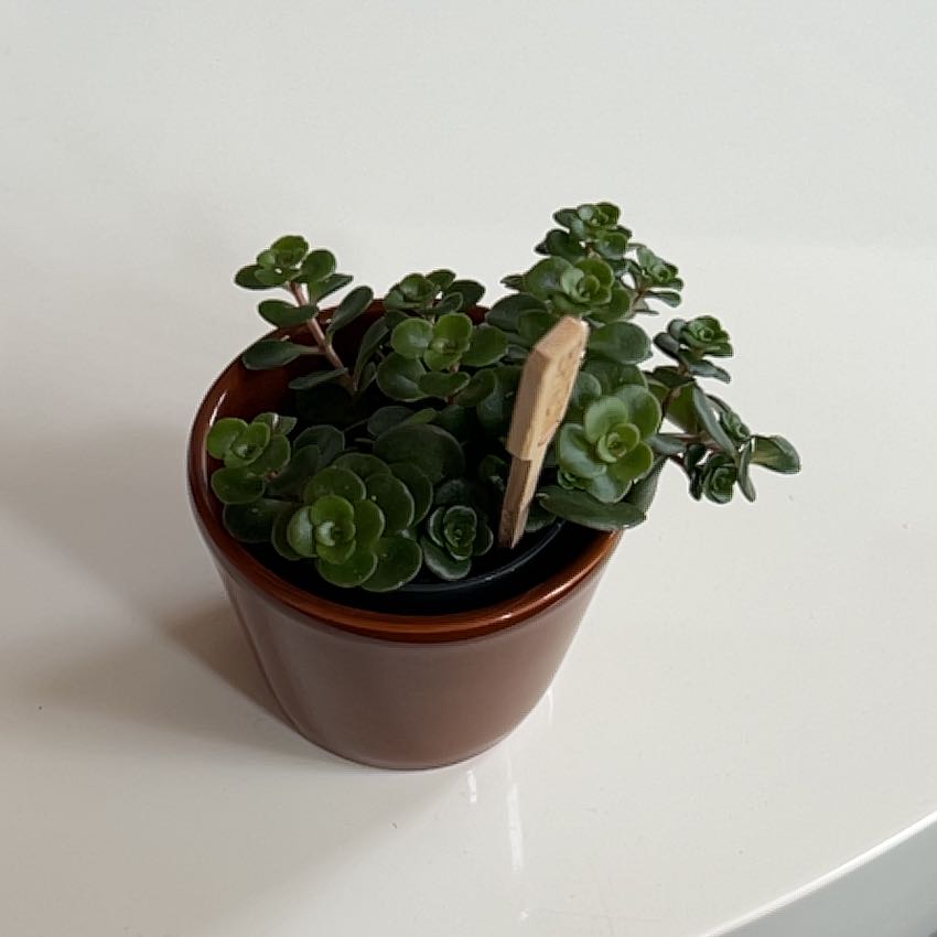 Photo of the plant species Sedum 'Tundra Tornado' by @IdealPinkball2 named Luna on Greg, the plant care app