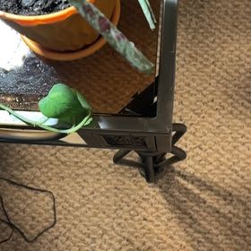 Photo of the plant species Maranta Prayer Plant by @ZealWingfern5 named Harper on Greg, the plant care app