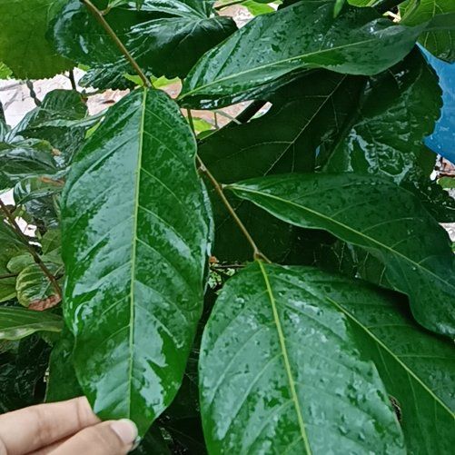 Photo of the plant species Rambutan by @SteadyHoupara62 named Beyonce on Greg, the plant care app