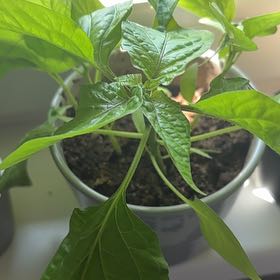 Photo of the plant species Naga Chili by @PumpedupPuka named Winston on Greg, the plant care app