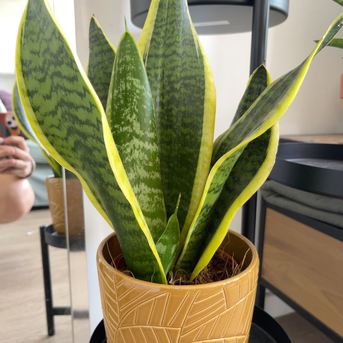 Photo of the plant species Sansevieria 'Superba' by @SavantWinika70 named Sigmund on Greg, the plant care app
