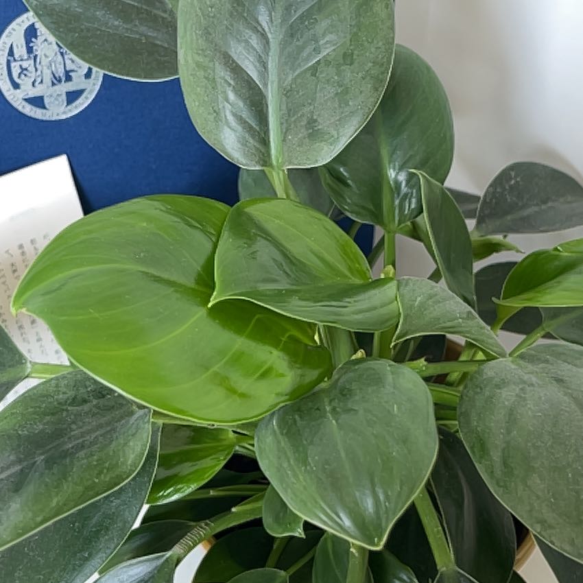 Photo of the plant species Brazil Philodendron by @SavantWinika70 named Mando on Greg, the plant care app