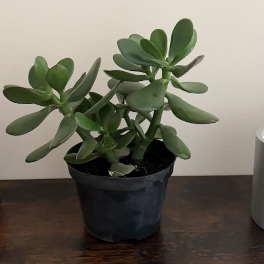 Photo of the plant species Tree Stonecrop by @JollySunstar29 named Marley on Greg, the plant care app