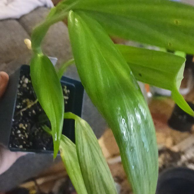 Photo of the plant species Silver Streak Plant by @PrizeCaraway73 named Mando on Greg, the plant care app