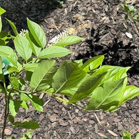 Photo of the plant species Virginia Sweetspire by @GrowerGrogu named Marilyn on Greg, the plant care app