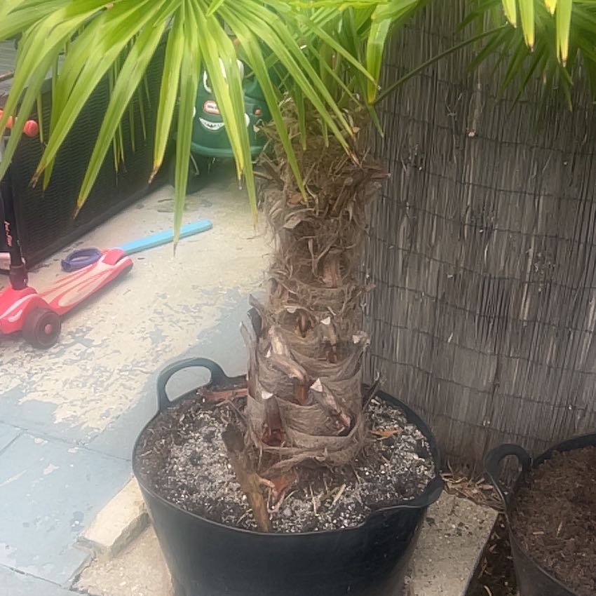 Photo of the plant species Florida Thatch Palm by @FunShallot22 named Near Freja House on Greg, the plant care app