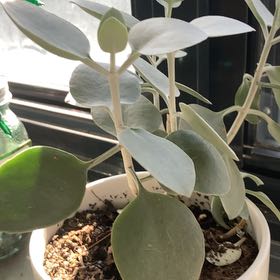 Photo of the plant species Silver Spoon by @PetPeony66 named Homer on Greg, the plant care app