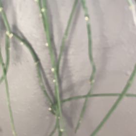 Photo of the plant species Bushman's Pipe by @PetPeony66 named Lavender on Greg, the plant care app