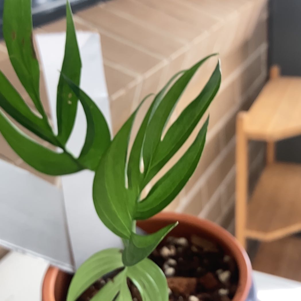 Photo of the plant species Monstera subpinnata by @PetPeony66 named Sproutacus on Greg, the plant care app