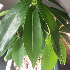Photo of the plant species Daphne by @PetPeony66 named Clooney on Greg, the plant care app
