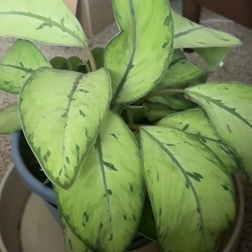 Photo of the plant species Emerald Gem by @TryDeerfern28 named Amore on Greg, the plant care app