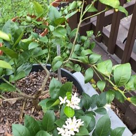 Photo of the plant species Meyer Lemon Tree by @SnappyCosmo17 named Meyer lemon tree yes on Greg, the plant care app