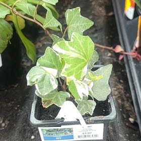 Photo of the plant species Ivy by @LaudableDill57 named Athena on Greg, the plant care app