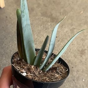 Photo of the plant species Aloe plicatilis by @LaudableDill57 named Tupot amaroot on Greg, the plant care app