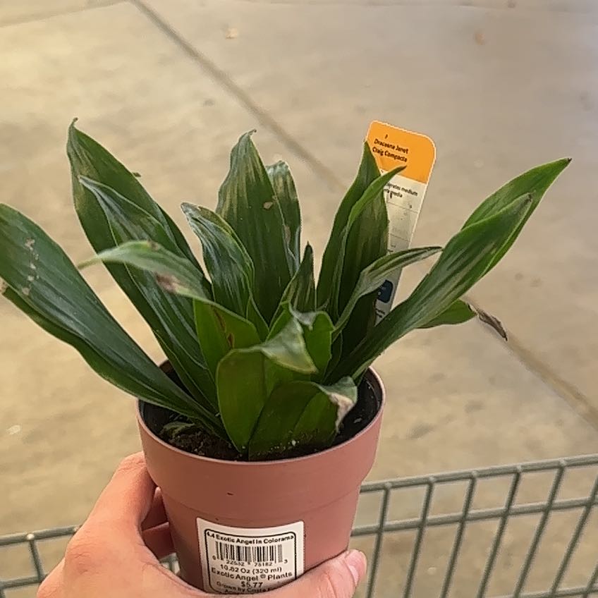 Photo of the plant species Janet Craig Plant by @LaudableDill57 named Planty on Greg, the plant care app
