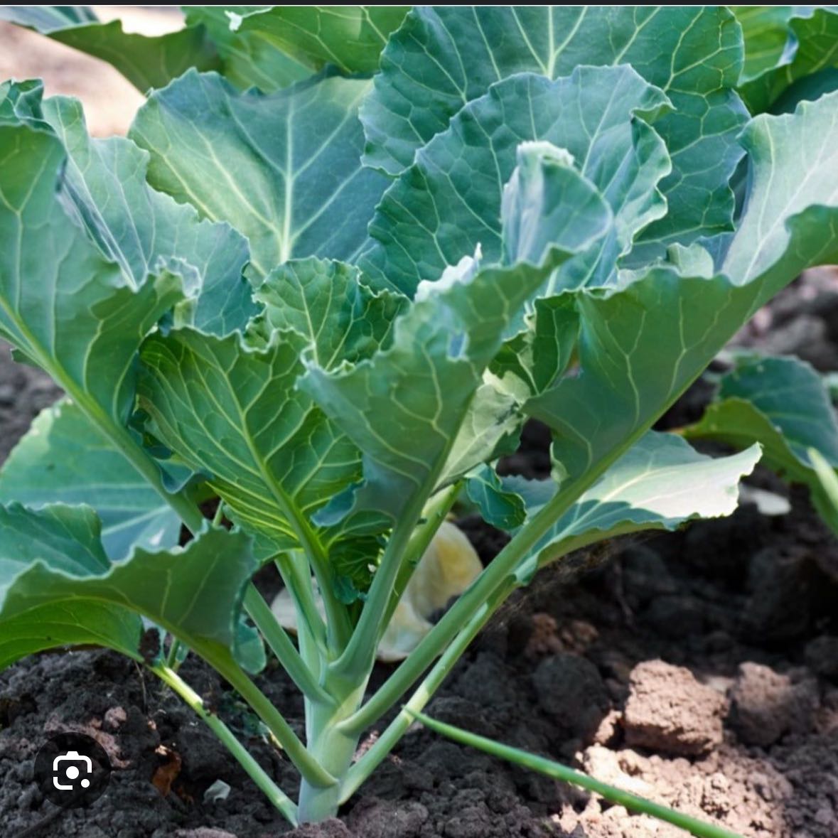 Photo of the plant species Collard Greens by @LaudableDill57 named Gates on Greg, the plant care app