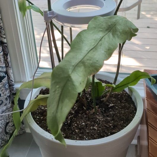 Harmony