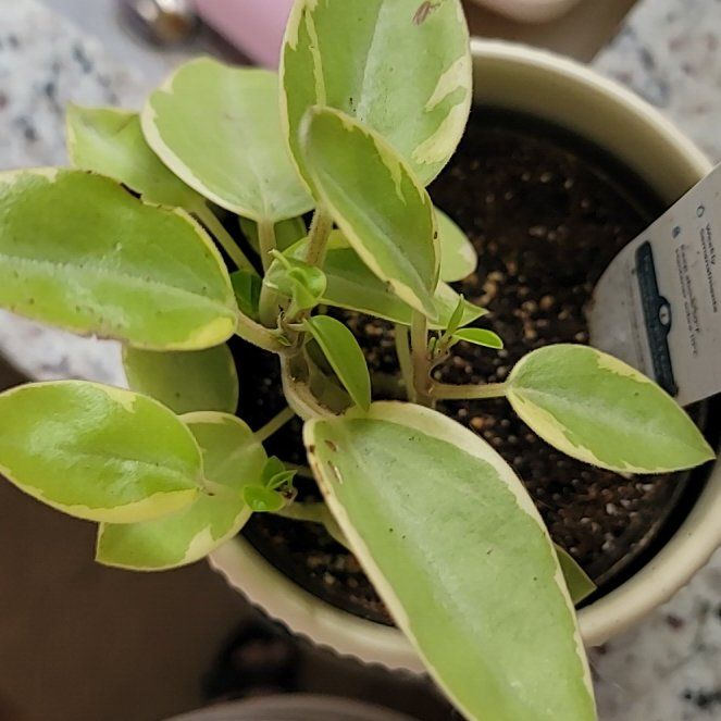 Photo of the plant species variegated teardrop by @StrongAdelinia named Gobi on Greg, the plant care app