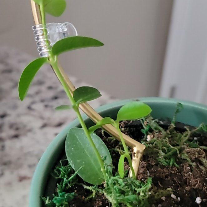Photo of the plant species Variegated Hoya cumingiana by @StrongAdelinia named Bodhi on Greg, the plant care app