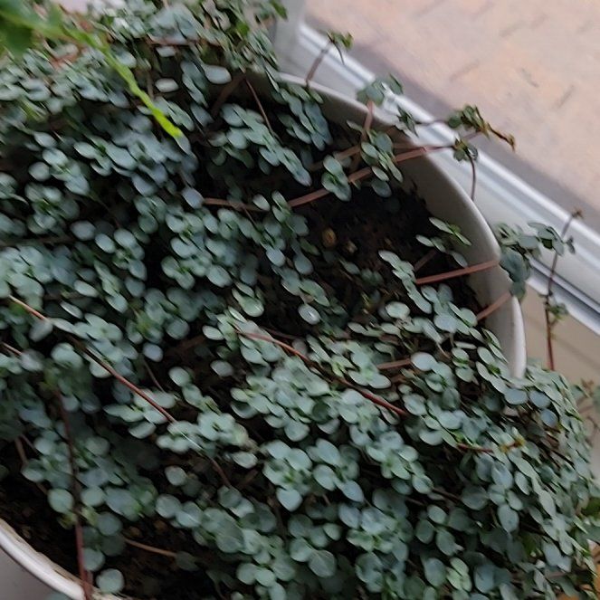 Photo of the plant species Pilea Silver Sparkle by @StrongAdelinia named Drake on Greg, the plant care app