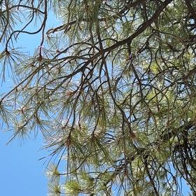 Photo of the plant species Torrey Pine by @SageChilli43 named Beyonce on Greg, the plant care app