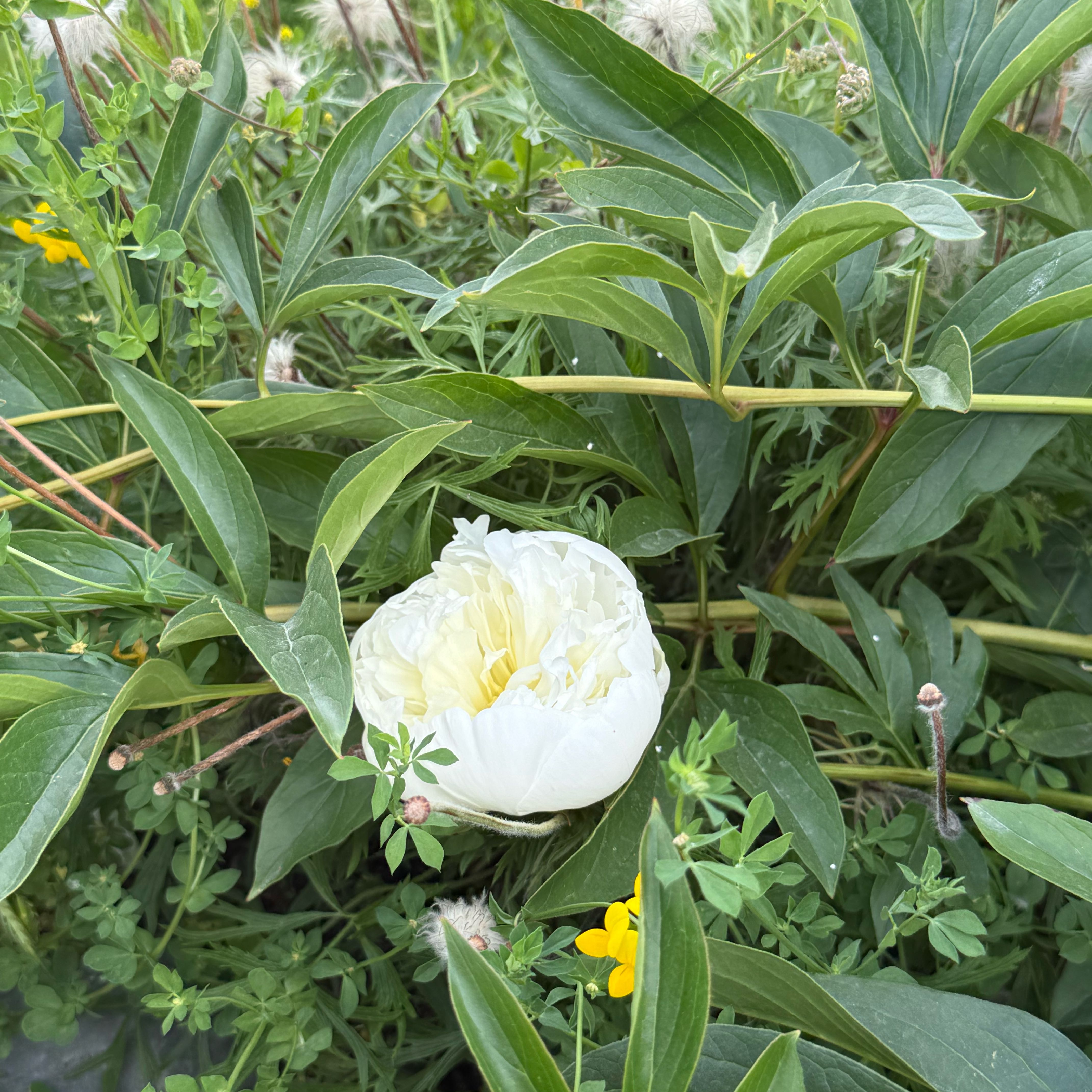 Photo of the plant species Chinese Peony by @SageChilli43 named Fernie Saunders on Greg, the plant care app