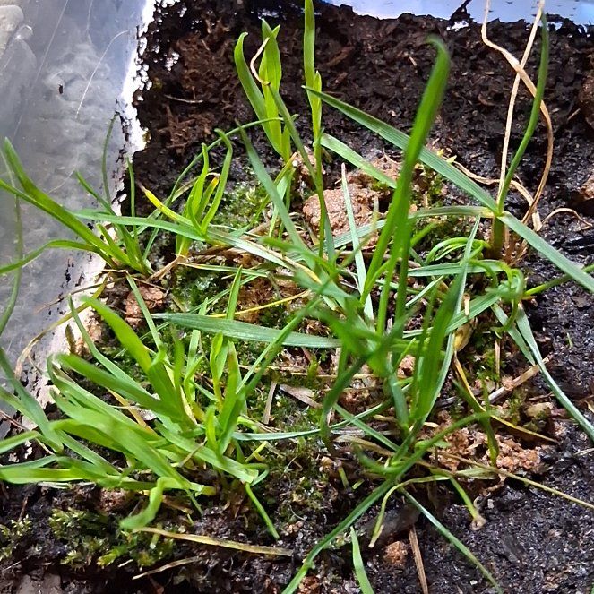 Photo of the plant species Poa Annua by @ClubbyGardenia named Zion on Greg, the plant care app