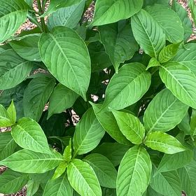 Photo of the plant species Odontonema tubaeforme by @BigSandsedge3 named Scarlett on Greg, the plant care app