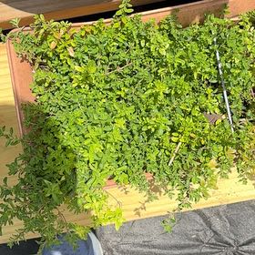 Photo of the plant species White Creeping Thyme by @SuaveJackfruit named Mando on Greg, the plant care app
