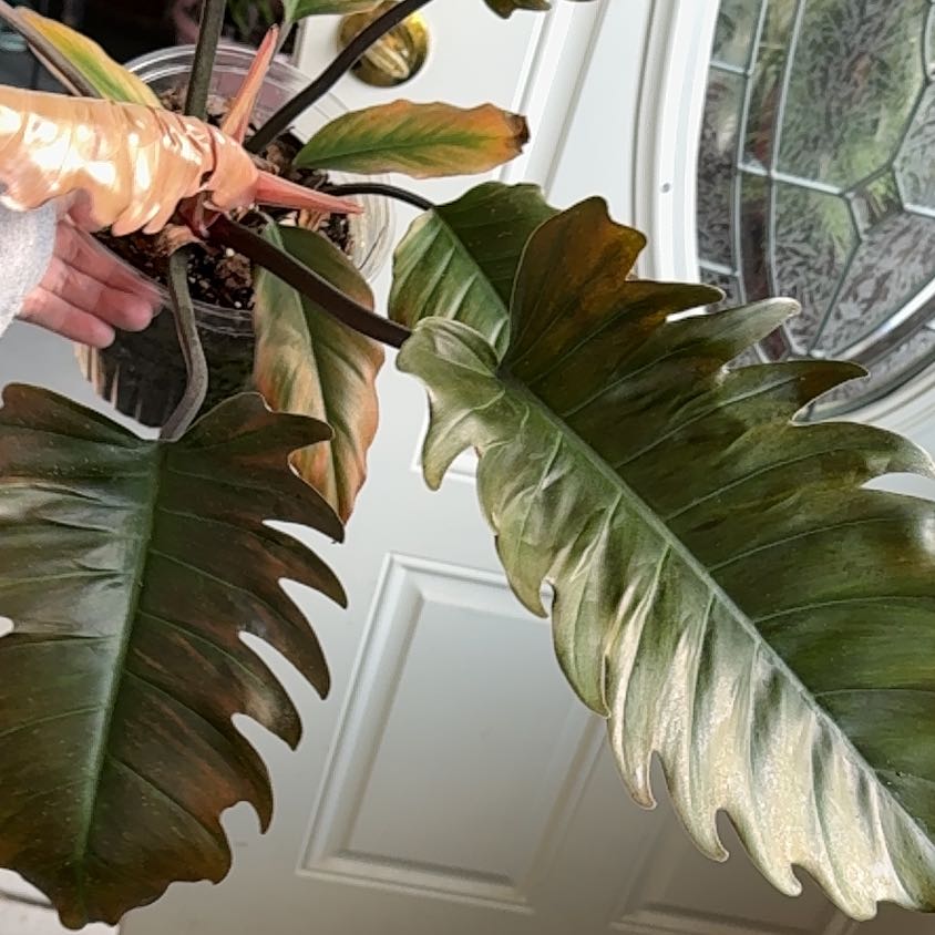 Photo of the plant species choco empress by @KeyMaleberry73 named Fernie Saunders on Greg, the plant care app