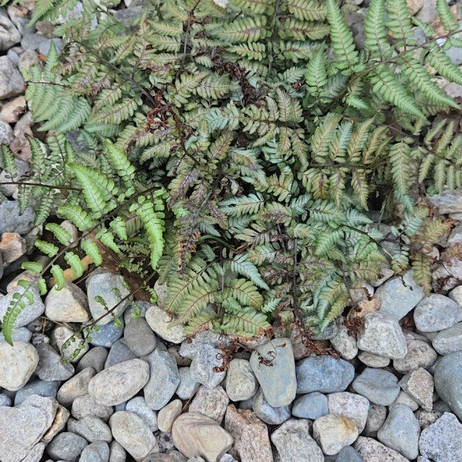 Photo of the plant species Japanese Painted Fern by @YardWildramp26 named Leaf Erickson on Greg, the plant care app