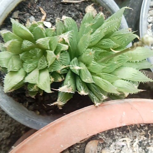 Photo of the plant species Haworthia Cooperi var. Cooperi by @QuemefulPhlox55 named Aria on Greg, the plant care app