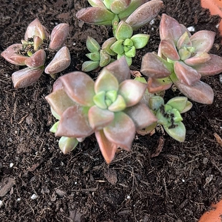 Photo of the plant species Graptosedum 'Vera Higgins' by @VeteranPhlox named Oscar on Greg, the plant care app