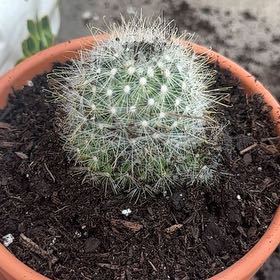 Photo of the plant species Mammillaria senilis by @VeteranPhlox named Huckleberry Fern on Greg, the plant care app