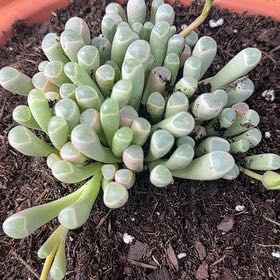 Photo of the plant species Baby Toes by @VeteranPhlox named Eva on Greg, the plant care app