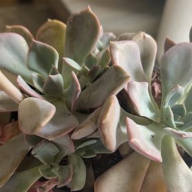 Photo of the plant species Graptoveria Hybrid 'Olivia' by @VipKanna65 named Madonna on Greg, the plant care app