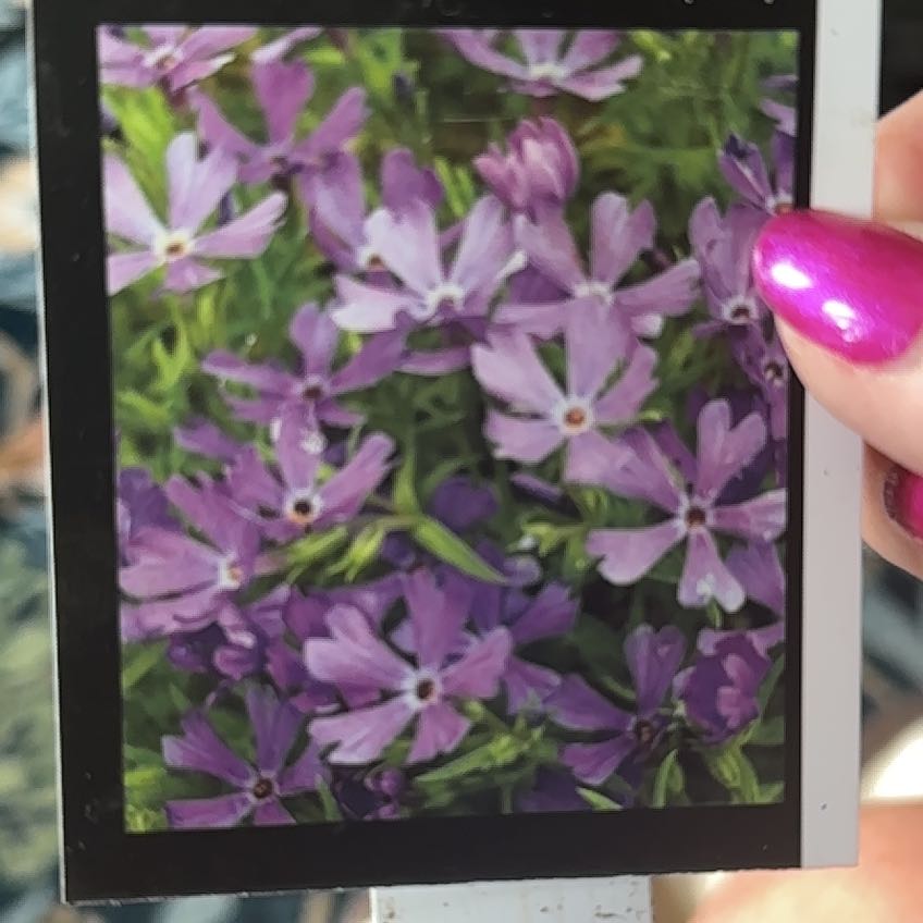 Photo of the plant species Moss Phlox by @TycoonAvocado42 named Fernie Saunders on Greg, the plant care app