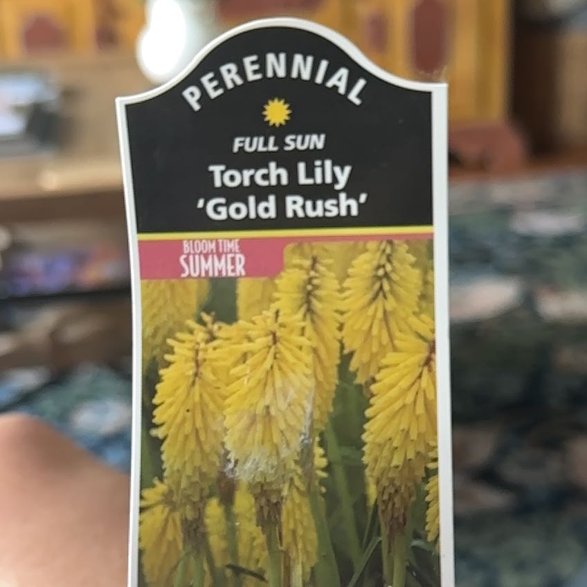 Photo of the plant species Yellow Torch Lily by @TycoonAvocado42 named Oscar on Greg, the plant care app