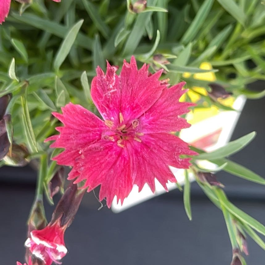 Photo of the plant species Dianthus 'Pink Kisses' by @PoshFern49 named Gomez on Greg, the plant care app