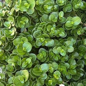 Photo of the plant species Boxwood Beauty by @ReallyAtom8 named Morgan Treeman on Greg, the plant care app